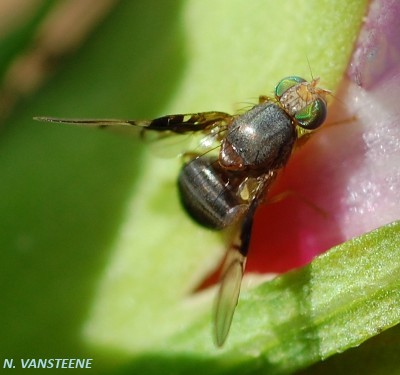 Anomoia purmunda